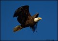 _0SB8945 american bald eagle